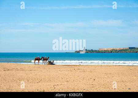 Kamele liegen auf dem Sandstrand am Meer Strand von Essaouira, Marokko Stockfoto