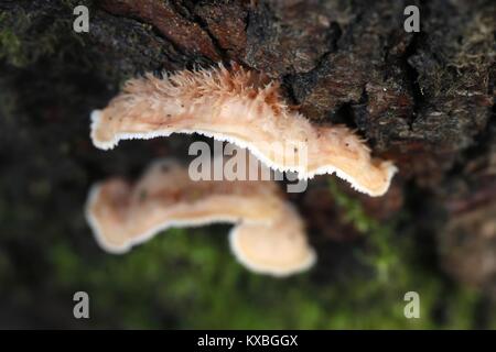 Gelee rot Pilz, Phlebia tremellosa, auch genannt Zittern merulius Stockfoto