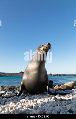 Galapagos seal Lion (Zalophus wollebaeki), Chinesisch hat Island, Galapagos Inseln Ecuador Südamerika Stockfoto