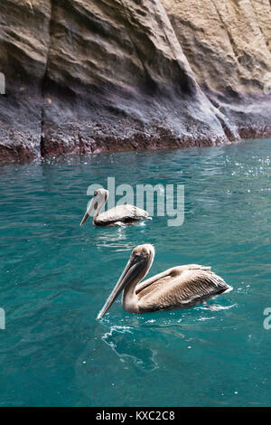 Braune Pelikane (Pelecanus occidentalis), San Cristobal Island, Galapagos, Ecuador Südamerika Stockfoto