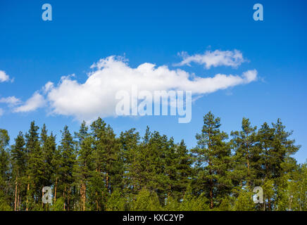 Kiefernwald unter Cumulus Cloud auf blauen Himmel in Norwegen. Stockfoto
