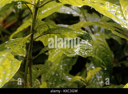 Niederschlag als Wasser ist auf Blätter und Laub im Monteverde Cloud Forest erfasst Stockfoto