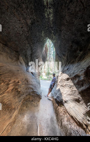 Frau lehnt sich an Sequoia Trunk mit Blick über Wald Stockfoto