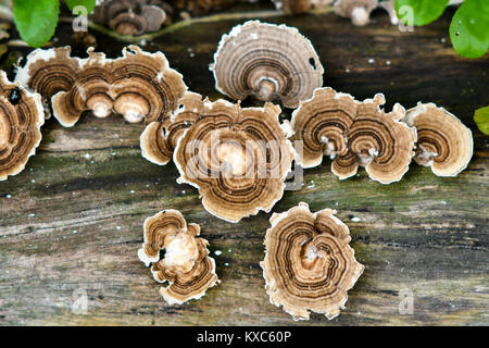 Klammer-Pilze Stockfoto