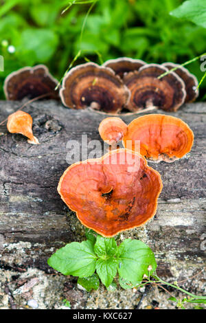 Pycnoporus cinnabarinus Stockfoto