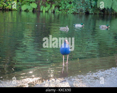 Pukeko und Enten Stockfoto