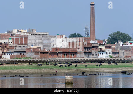 Buffalo Baden im Fluss Yamuna in der Nähe des Zentrums von Agra, Uttar Pradesh, Indien Stockfoto