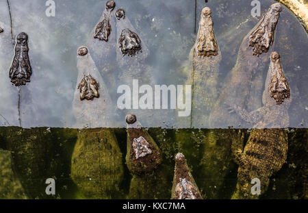 Baby Krokodile Festlegung auf einander in philippinischen Farm in der Nähe von Puerto Princessa, Palawan, Philippinen Stockfoto