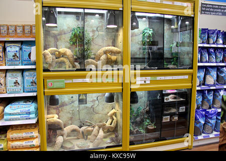 England, Kent, Orpington - ca. Juli 2014: Reptile Display Tanks in einer Tierhandlung Supermarkt in England. Stockfoto