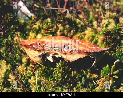 Moosigen Boden mit gebrochenen crab Rüstung. Leere trocken crab Shell, die Krabbe Abfälle nach einer Möwe Vogel füttern. Stockfoto