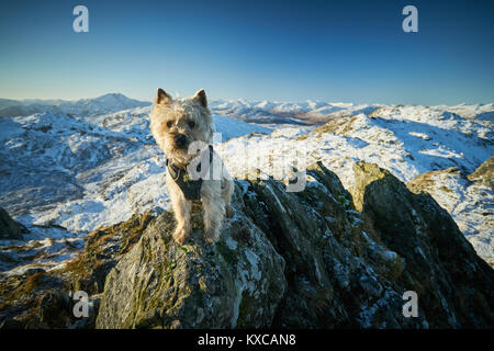 Cairn Terrier auf dem Gipfel des Ben Venue im Winter. Stockfoto