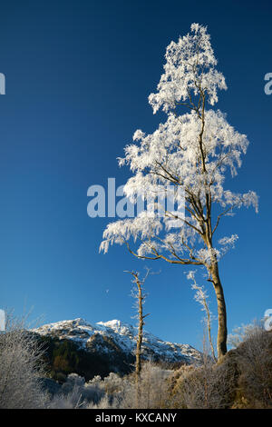 Raureif auf den Bäumen im Winter mit Ben Veranstaltungsort und ein aufgehenden Mond im Hintergrund. Die Trossachs, Schottland, Großbritannien. Stockfoto