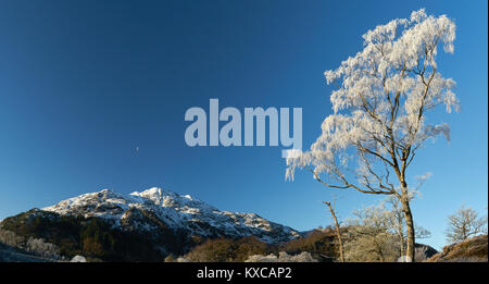 Raureif auf den Bäumen im Winter mit Ben Veranstaltungsort und ein aufgehenden Mond im Hintergrund. Die Trossachs, Schottland, Großbritannien. Stockfoto