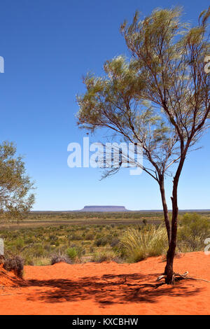 Blick auf den Mount Conner auch als Attila und Artilla mit einzelnen Baum im Vordergrund, die bekannt sind, mit roter Erde im Northern Territory Australien umgeben Stockfoto