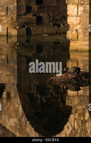 Blässhühner auf Nest Stockfoto