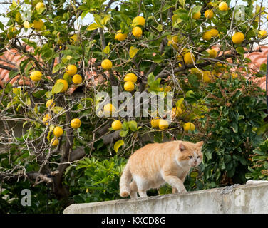 Eine ginger cat Spaziergänge entlang einer Wand aus einer Zitrone Baum im Dorf Tala in der Region Paphos, Zypern Stockfoto