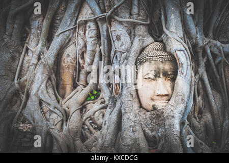 Alte buddha Kopf im Baum wurzeln in Ayutthaya antiken Tempel in Thailand überwachsen Stockfoto