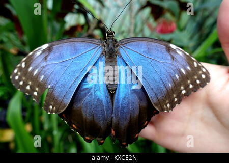 Morpho menelaus buttefly Stockfoto