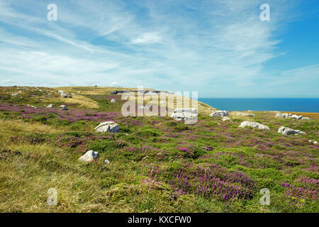 Kalkstein Heide, hier auf die Great Orme in Nord Wales, ist selten Lebensraum. Eine beträchtliche Menge an Boden auslaugen ist erforderlich, bevor sie sich entwickeln können. Stockfoto