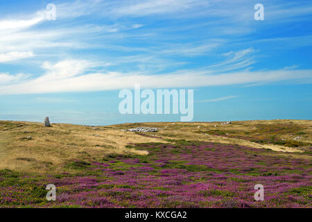 Kalkstein Heide, hier auf die Great Orme in Nord Wales, ist selten Lebensraum. Eine beträchtliche Menge an Boden auslaugen ist erforderlich, bevor sie sich entwickeln können. Stockfoto