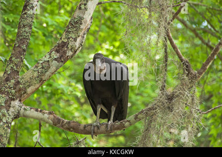 Schwarze Geier sitzt in einem Baum in den Sümpfen von Louisiana Stockfoto
