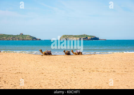 Kamele liegen auf dem Sandstrand am Meer Strand von Essaouira, Marokko Stockfoto