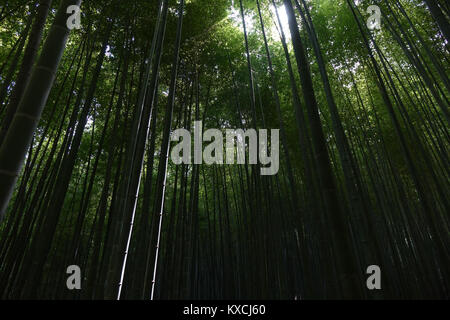 Foto vom 3. August 2015 mit der Bezeichnung „대한다원“, wahrscheinlich dokumentiert Daehan Dawon, eine große Grünteeplantage in Boseong, Südkorea. Der Dateiname gibt Ursprung und Erfassungsdatum an. Stockfoto