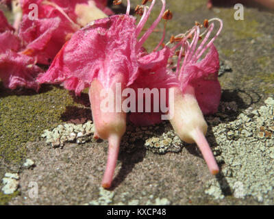 Die Fotografie vom 23. Mai 2017 zeigt Aesculus x carnea (rote Rosskastanie), einen Hybridbaum zwischen Aesculus hippocastanum und Aesculus pavia, der für seine roten Blüten im Frühjahr und seine Verwendung als Zierbaum bekannt ist. Stockfoto