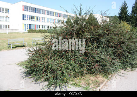 Ein Dokument, das sich auf die HTML-Struktur oder die Organisation digitaler Inhalte bezieht und wahrscheinlich Elemente oder Code beschreibt, die in Webentwicklungs- und Informationssystemen verwendet werden. Stockfoto