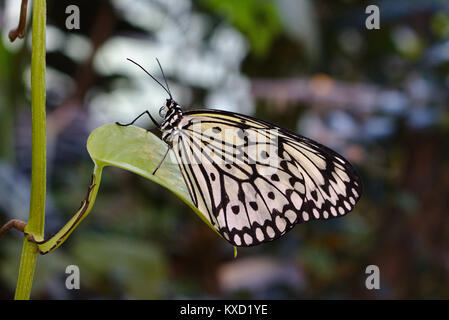 Papier Kite (Idea leuconoe) sitzt auf einem Blatt Stockfoto