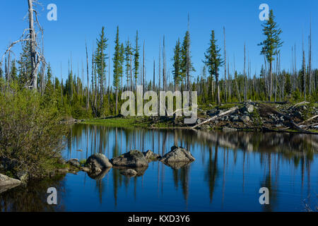 Einen malerischen Blick auf die Bäume am See gegen den klaren Himmel Stockfoto