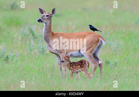 Weißwedelhirsche doe und fawn (Odocoileus virginianus), Nordamerika Stockfoto