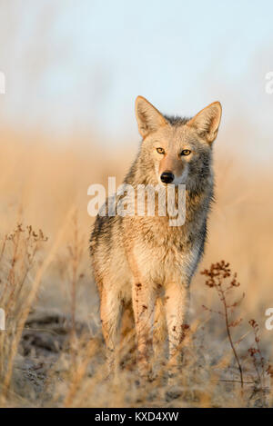 Kojote (Canis yogiebeer), Montana USA Stockfoto