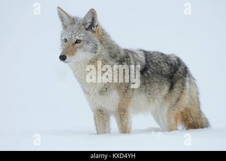 Kojote (Canis yogiebeer) im Winter, Nordamerika Stockfoto