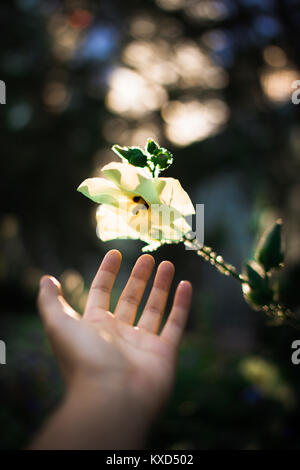 7/8 Hand der Person erreichen für Blume auf Anlage Stockfoto