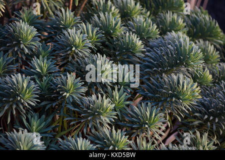 Euphorbia Characias "Portugiesisch Velvet" Stockfoto