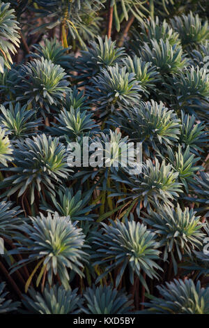 Euphorbia Characias "Portugiesisch Velvet" Stockfoto