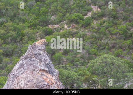 Grünen Catinga in Serra da Capivara Stockfoto