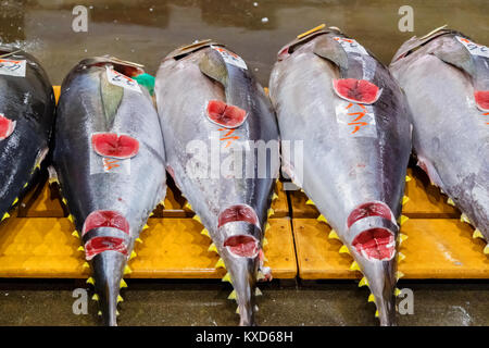 Thunfisch für die Auktion am zentralen Großhandelsmarkt Osaka OSAKA, Japan - 24. Oktober: Osaka Central Löcher Stockfoto