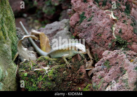 Gemeinsame Sun Skink am Singapore Botanic Gardens Stockfoto