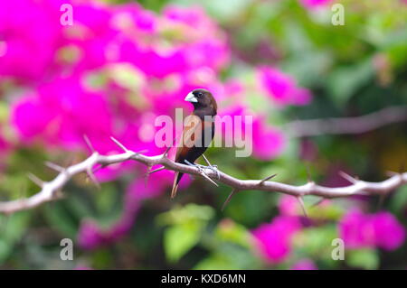 Chestnut Munia auf Bougainvillia Stockfoto