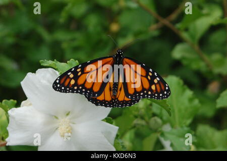 Monarch Butterfly auf stieg von Sharon Hibiscus Stockfoto