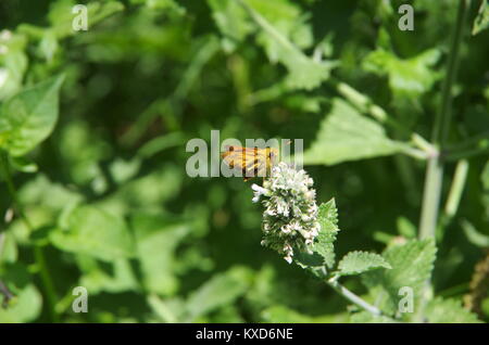 Skipper Schmetterling auf Katzenminze Blumen Stockfoto