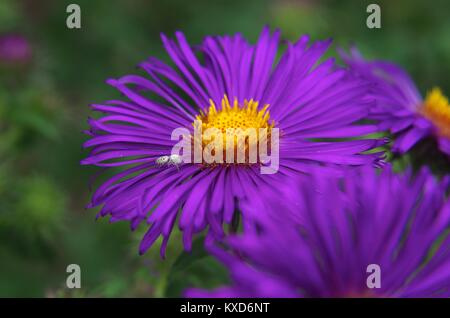 Spider auf September Ruby Aster Stockfoto