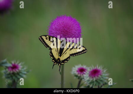 Schwalbenschwanz Schmetterling auf Blüte Stockfoto