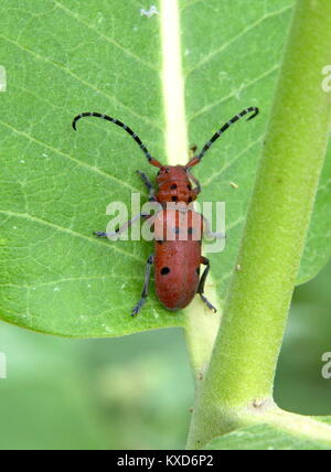 Seidenpflanze Käfer auf Common Milkweed Stockfoto