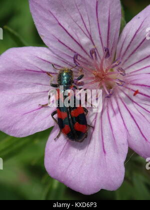 Karierte Käfer auf Klebrige Geranium Stockfoto