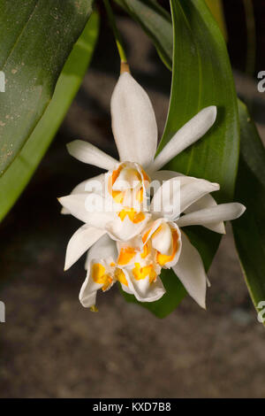 Coelogyne nitida, Orchidee. Durgapur Dorf, Nagaland, Indien Stockfoto