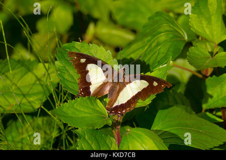 Gemeinsame Nawab Schmetterling, Charaxes athamas Athamas, Satakha, Nagaland, Indien Stockfoto