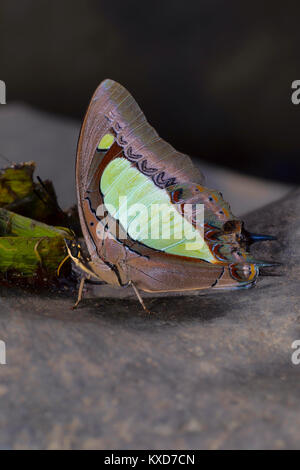 Gemeinsame Nawab Schmetterling, Charaxes athamas Athamas, Satakha, Nagaland, Indien Stockfoto